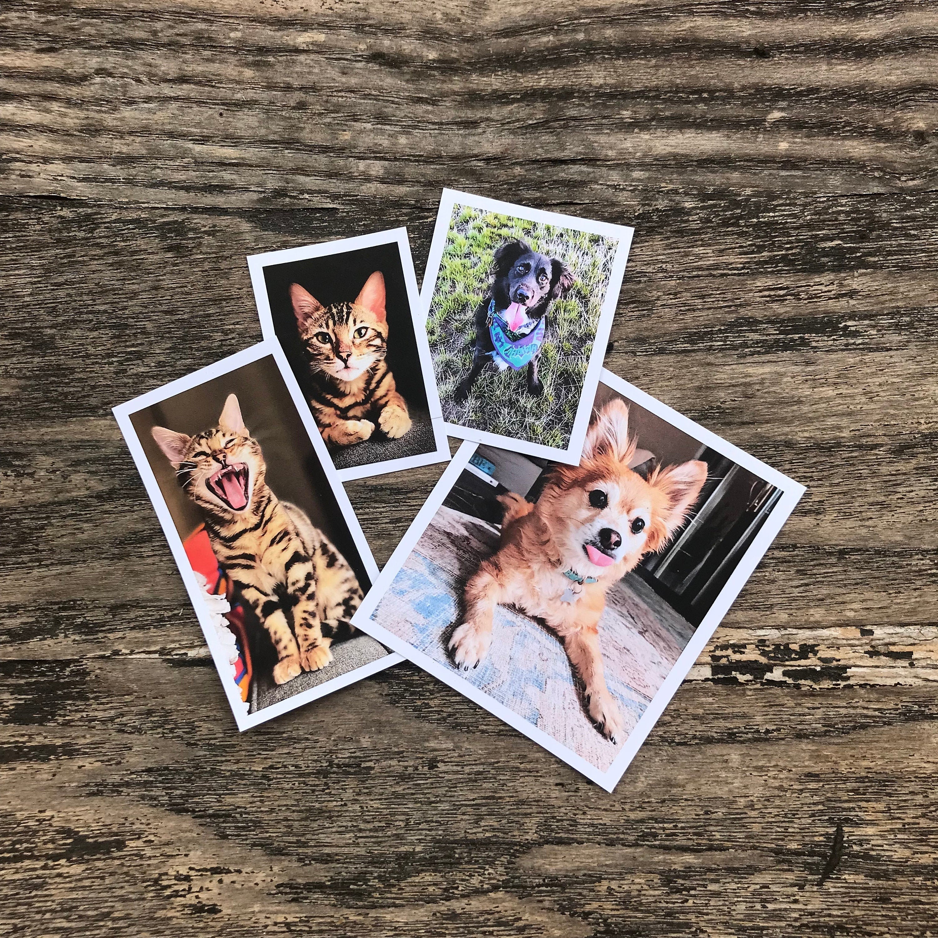 Personalized pet clearance stickers